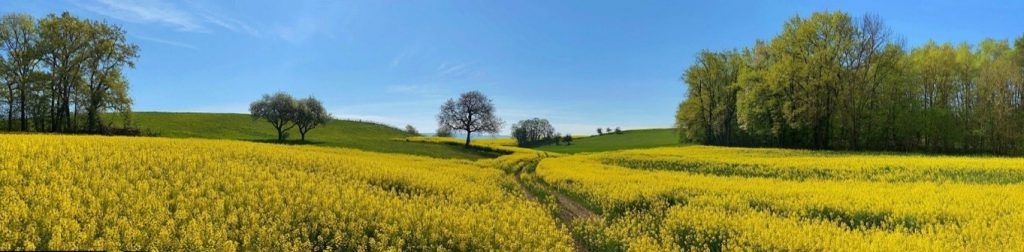 Colza field Biobased resource